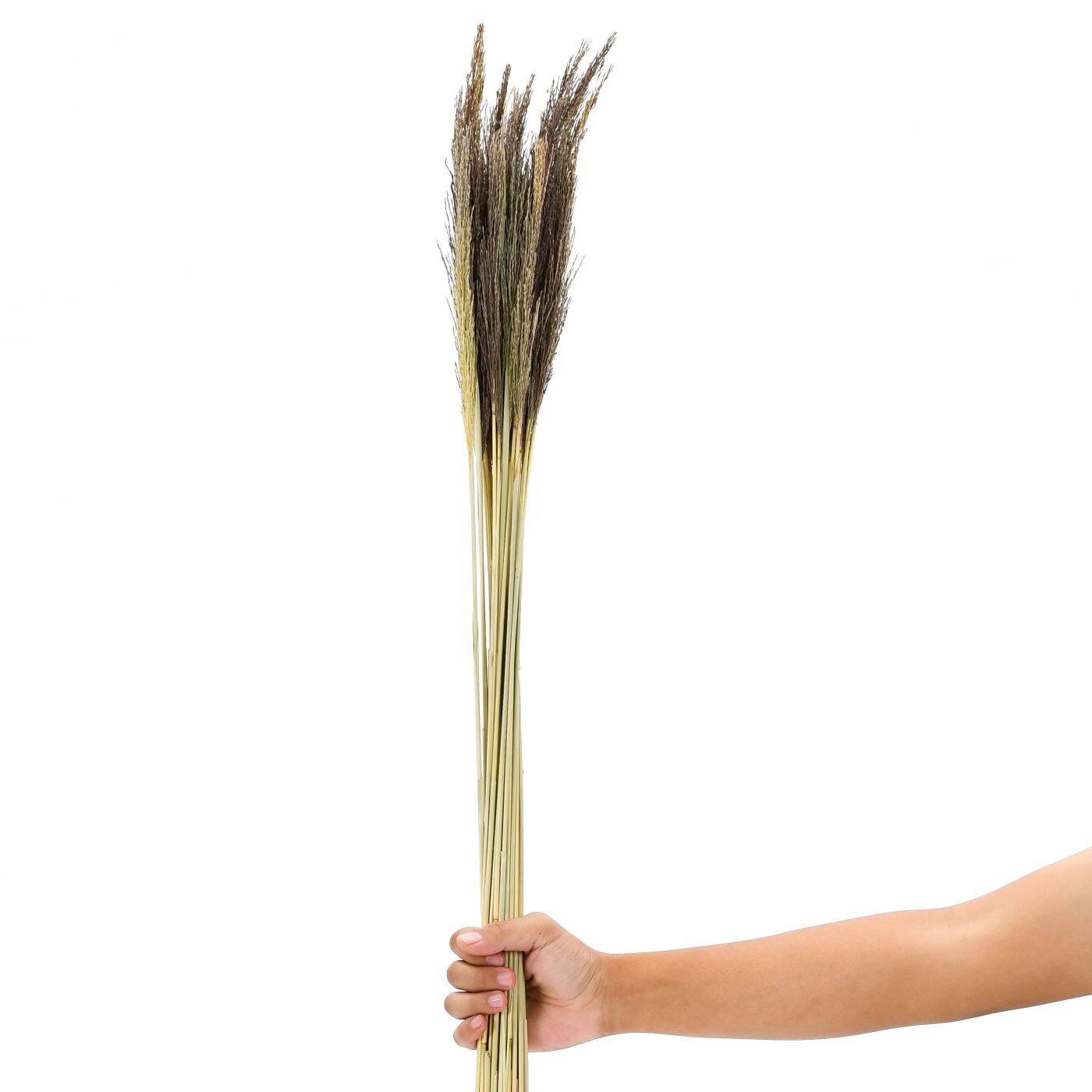 Leewadee Dried Coloured Palm Leaf Bunch For Floor Vases Decorative