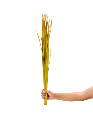 Leewadee Natural Grass Stems – Loose and Colored Decorative Branches for Vases, Carefully Dried Twigs for Home and Bar Decoration, 47 inches, yellow