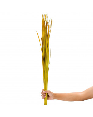 Leewadee Natural Grass Stems – 2 Bunches Of Colored Branches for Vases, Carefully Dried Twigs for Home and Bar Decoration, 45 inches, Yellow